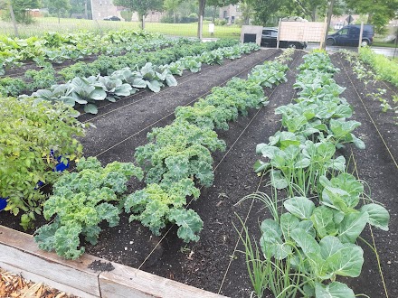 Bronzeville Alliance Neighbor Garden