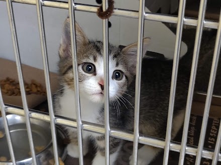 Chicago Animal Care and Control
