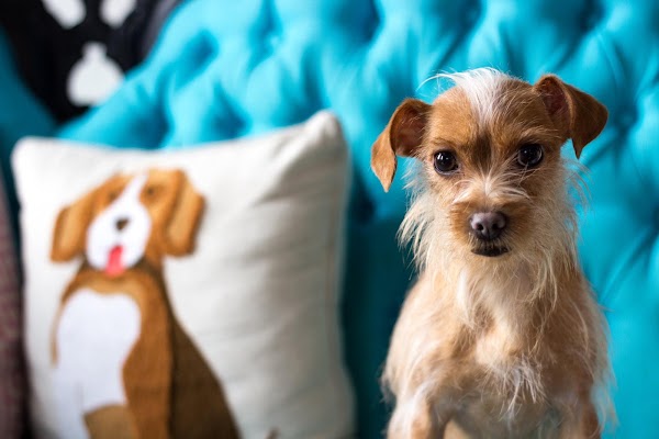 One Tail at a Time - Adoption Center
