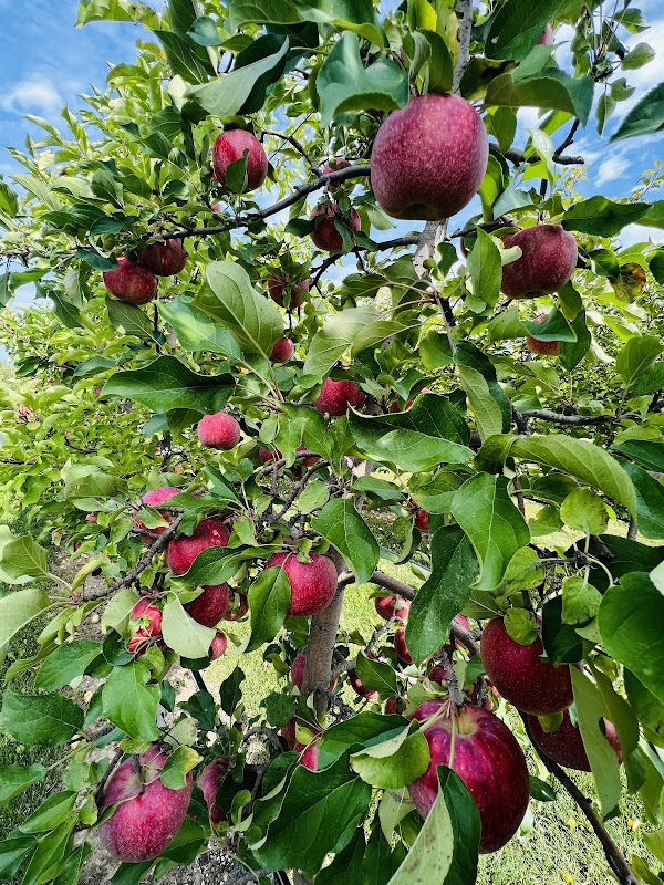 Peck & Bushel Fruit Company