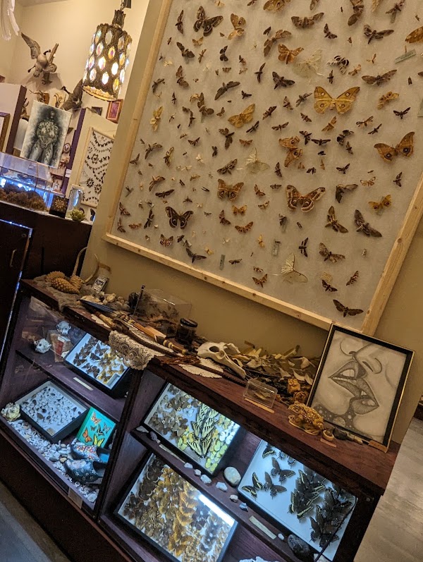 The Insect Asylum